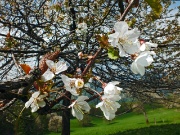 83 Fiori di ciliegio...